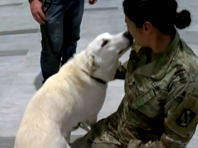VIDEO. Amerikaanse soldaat redt hond Erby tijdens missie in Irak, een jaar later zijn ze eindelijk weer herenigd