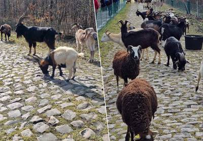 Hulp uit dierlijke hoek voor ‘Les Amis de Paris-Roubaix’: kudde geiten maakt kasseien Bos van Wallers schoon