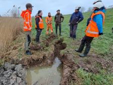 Bevers brengen forse schade toe aan Lekdijk bij Lopik: waterschap dicht gangen van zo’n vier meter diep