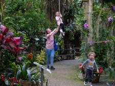 Orchideeën Hoeve in Luttelgeest haalt bezoekersrecord én komt met nieuwe plannen: ‘We blijven veranderen’      