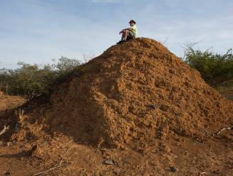 Gigantische termietenstad ontdekt die zo oud is als piramiden van Cheops en zo groot als Groot-Brittannië