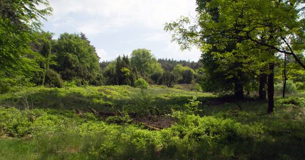 Landschap Overijssel zoekt heidemerk voor Lemelerberg | Ommen - De Stentor