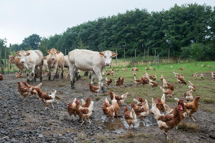 Piège à oiseaux en utilisant 1,5 L Coca Cola - Comment faire un piège à  oiseaux !!! 