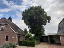 Betreurde 100-jarige monumentale Geffense reus gaat tegen de vlakte: ‘Boom hoort echt bij het dorp’