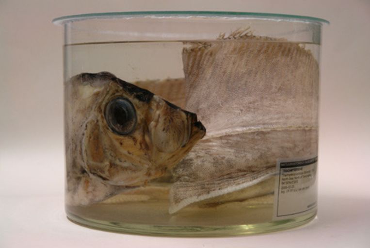 De eerste Nederlandse bandvis (Trachipterus arcticus), 148 centimeter lang, opgerold in alcohol, bewaard in de collectie van het Natuurhistorisch Museum Rotterdam. (NMR - Kees Moeliker) Beeld 