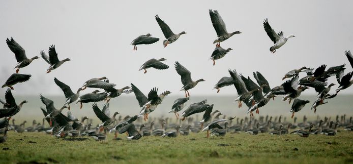 Ganzen in een weiland, foto ter illustratie