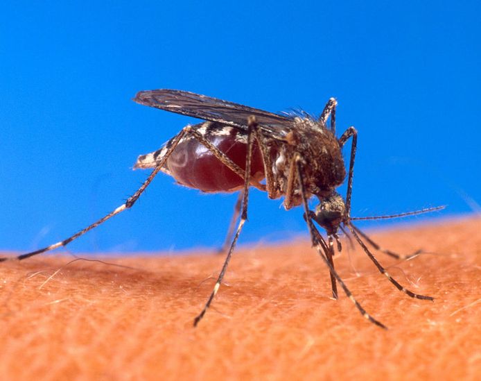 Het denguevirus wordt vooral overgedragen door Aedes-muggen, in het bijzonder de A. aegypti (denguemug).