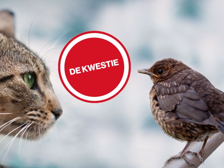 Kwestie van de Week: een avondklok voor katten om vogels te beschermen?