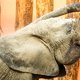 Bloedheet in september: hoe reageert het dierenrijk?