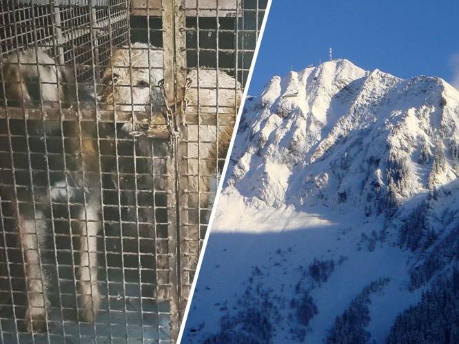 Nieuws gemist? Verwaarloosde dieren ontdekt in Ens • Nederlands gezin omgekomen in Zwitserse Alpen  