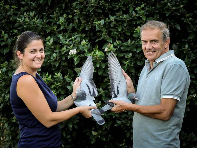 Strafste duivenmelker van Vlaanderen verkoopt noodgedwongen al zijn vogels: veiling brengt al meer dan 5 miljoen euro op