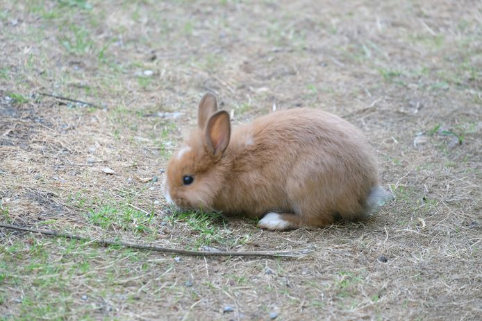 Uit een onderzoek blijkt dat konijnenkeutels goed zijn voor de biodiversiteit van planten.