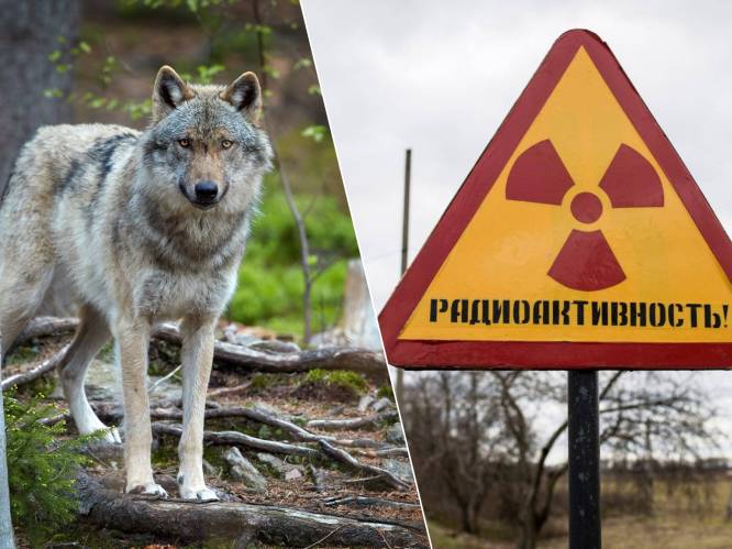 Kunnen wolven van Tsjernobyl ons helpen in strijd tegen kanker? “Hun overlevingskans bij kanker is groter”