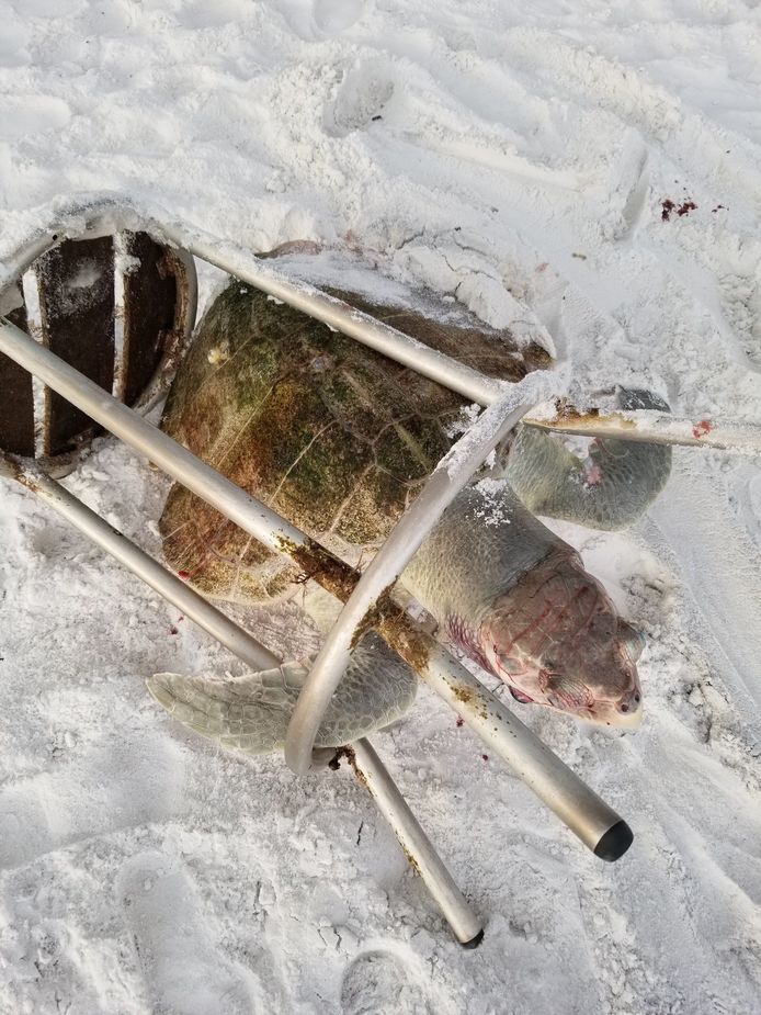 De zeeschildpad werd gevonden in een barkruk.