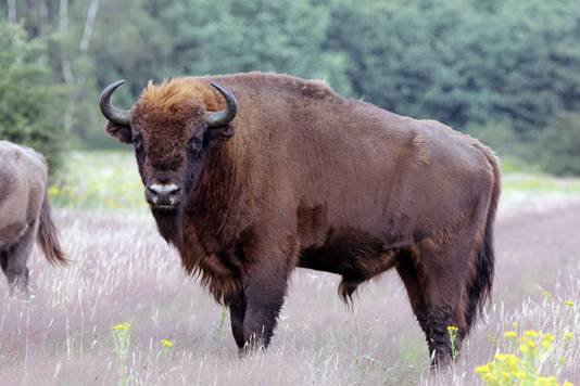 De wisent is Europa’s grootste landdier.