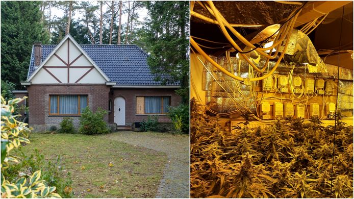 BONHEIDEN - De cannabisplantage werd ontdekt in een villa langs de Oude Schrieksebaan.