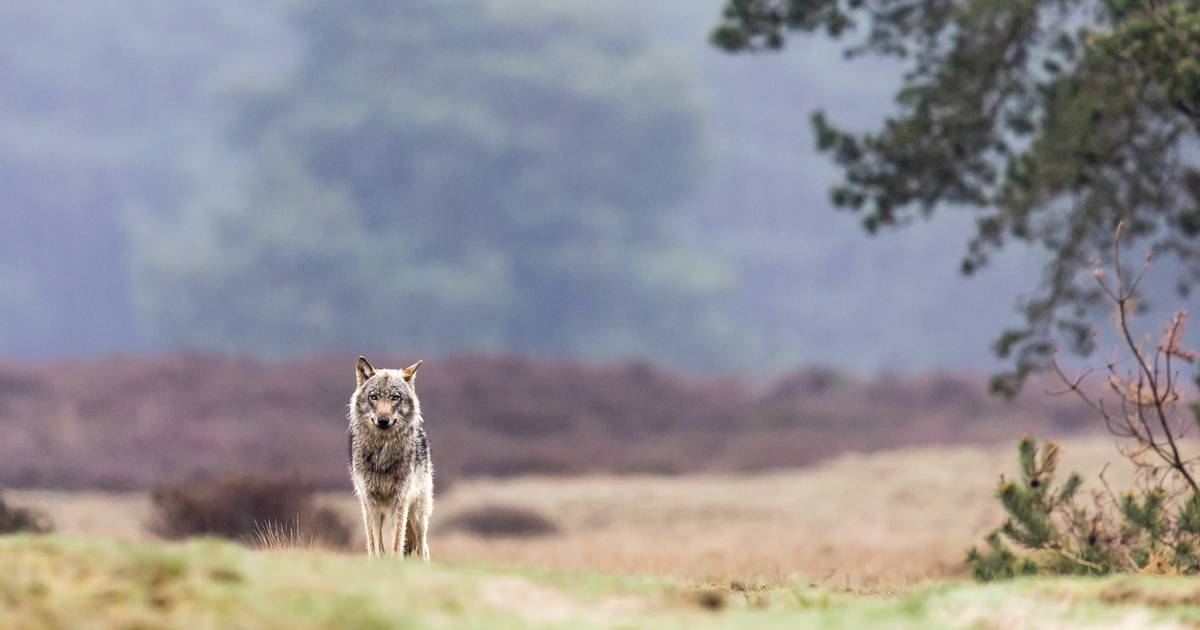 Wolf aangereden door auto bij Ermelo: vierde dode wolf in Gelderland deze maand.