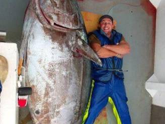 Enorme tonijn van 415 kilogram gevangen
