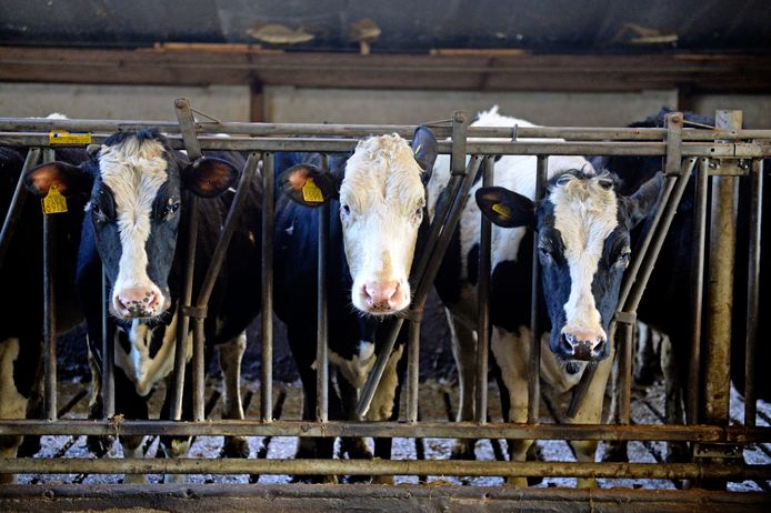 De Gelderlander doet onderzoek naar de uitgifte van fosfaatrechten aan melkveehouders. Daarvoor is informatie nodig van de overheid. Ondanks een dwangsom van de rechtbank, heeft de overheid hierover nog steeds geen besluit genomen.