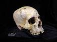 Een van de onderzochte schedels was van een man die tussen 2686 en 2345 voor Christus leefde.
