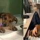 Duizenden euro’s nodig voor behandeling puppy Frenkie: "Zonder redt ze het niet"