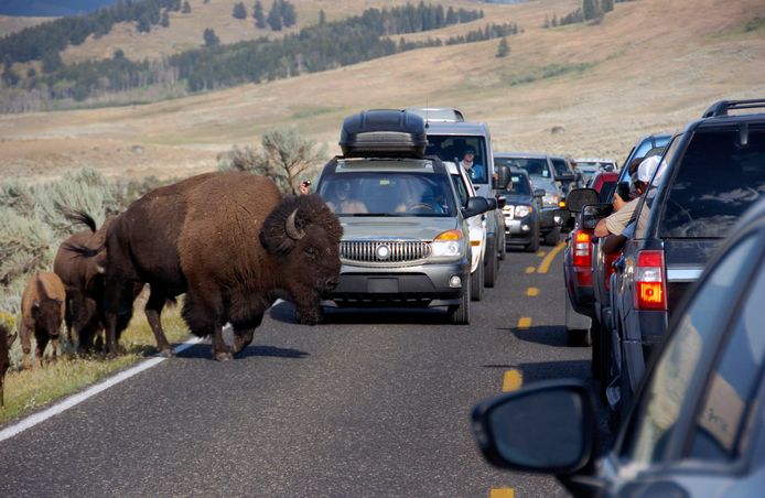 (Archiefbeeld) Een bizon houdt het verkeer tegen terwijl toeristen foto's nemen van de dieren in Yellowstone National Park.
