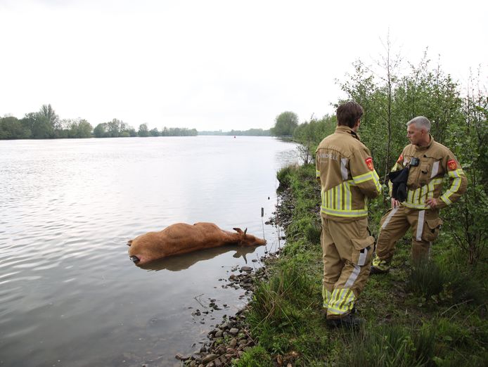 Koe verdrinkt tijdens bevalling in Limburgs weiland, ook ongeboren kalf ...