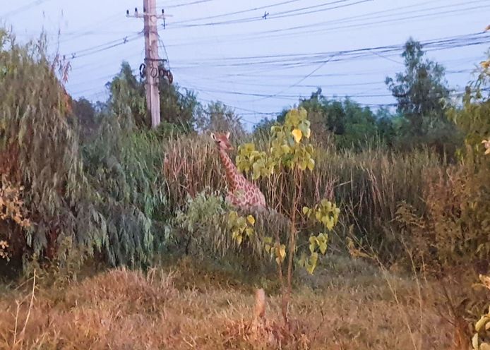 De giraf die gisteren de benen nam in Thailand is dood teruggevonden.
