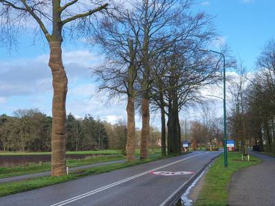 Oude beuken in Westerhoven beschermd tegen zonnebrand