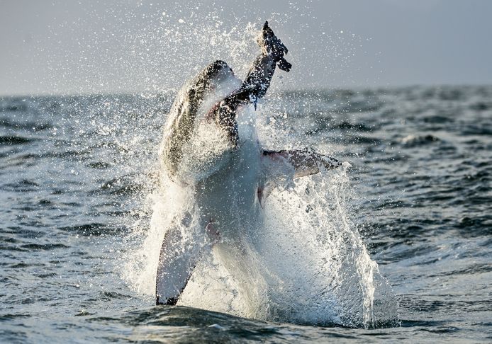Een witte haai vangt een zeeleeuw door uit de golven te springen.