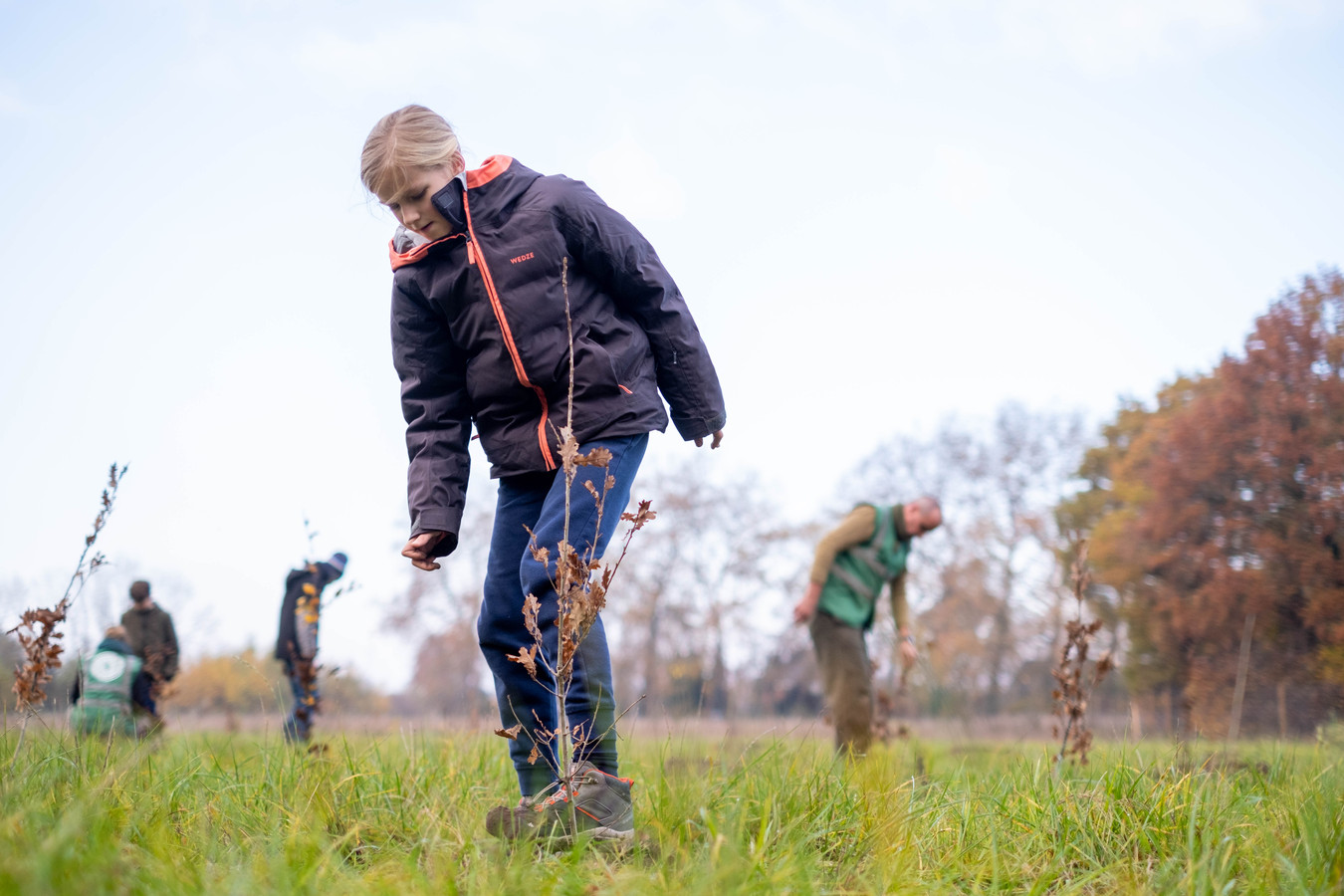 branstbos-krijgt-2-400-nieuwe-bomen-foto-hln-be