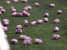 Des cochons en plastique en protestation contre Duchâtelet