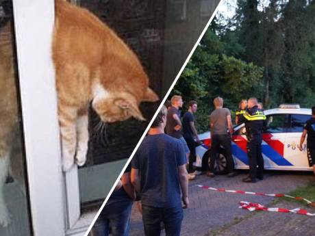 Nieuws gemist? Buren stikstofminister zijn protesten spuugzat • Kantelramen blijken kattenkillers