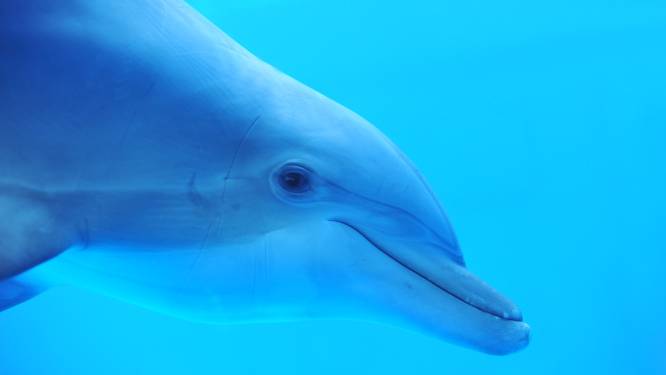 Nieuwe weetjes over dolfijnen: Dieren herkennen elkaar door smaak van urine en gebruiken koralen tegen huidproblemen 