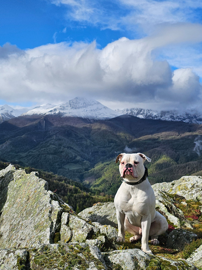 Peter kreeg in Spanje 'pittige keuring' voor zijn hond: 'Meteen ...