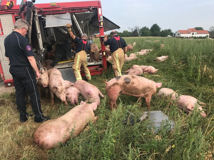 In Lubbeek kantelde een vrachtwagen met varkens aan boord.