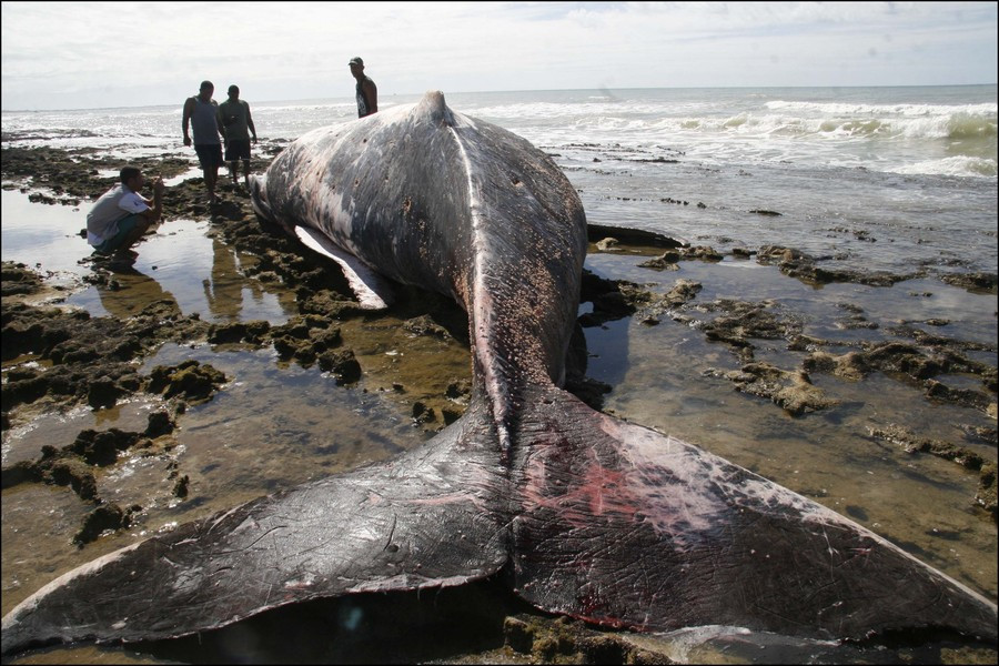 Observer les baleines et les manger après C