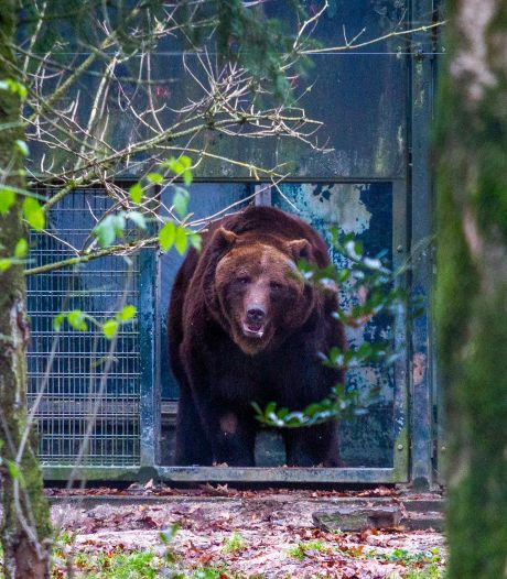 Van een te kleine kooi bij iemand thuis naar het Berenbos: beer krijgt Werelddierendag van zijn leven