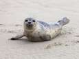 Recordaantal jonge zeehonden in Waddenzee