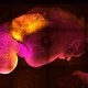 Wetenschappers creëren muizenembryo's zonder sperma en eicellen