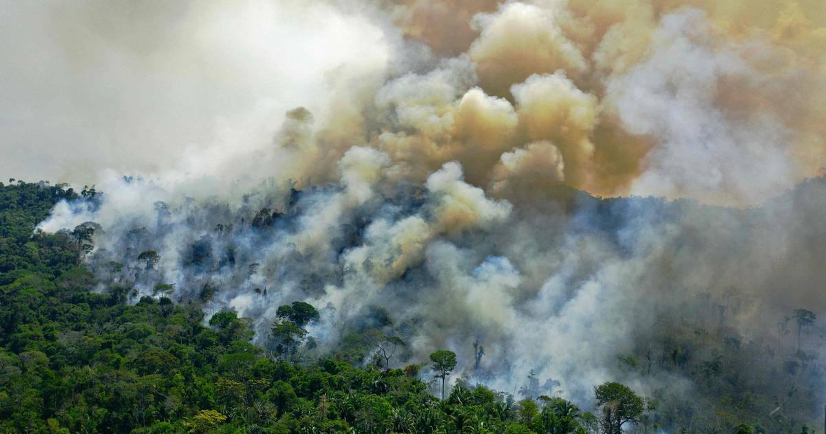 При Болсонару выбросы CO2 в бассейне Амазонки резко возросли |  среда