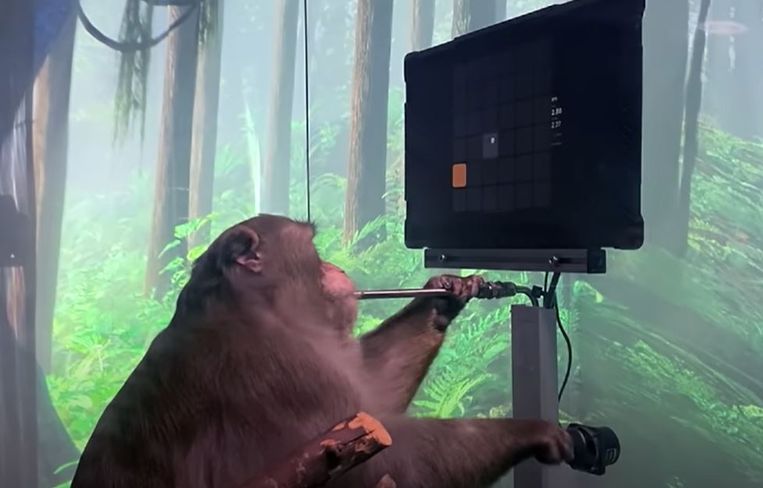 Neuralink test hun breinchips onder meer op apen. Beeld Capture d'écran vidéo