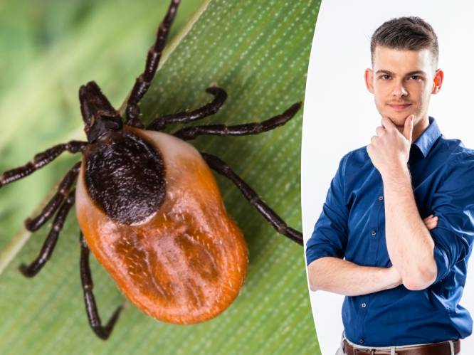 Warme weer veroorzaakt meer kans op tekenbeten: “Maar het is een mythe dat teken kunnen springen”