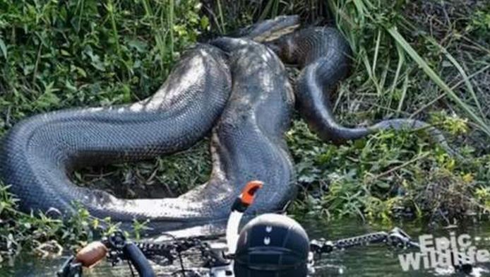 Duiker Oog In Oog Met Monsterslang Nieuws Ad Nl
