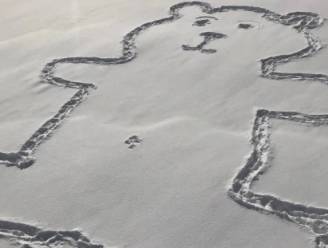 Iemand tekent gigantische beer in sneeuw en iedereen vraagt zich nu af hoe navel werd gemaakt
