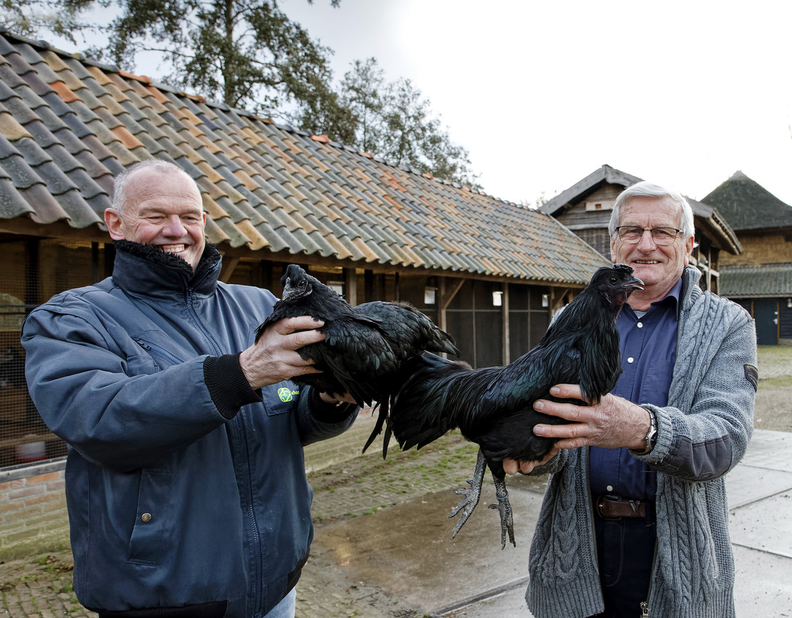 Groene eieren en blauw vlees: is er in hemelsnaam aan de hand met deze Schijndelse kippen? | Foto | bd.nl