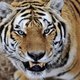 Historisch akkoord voor bescherming tijgers