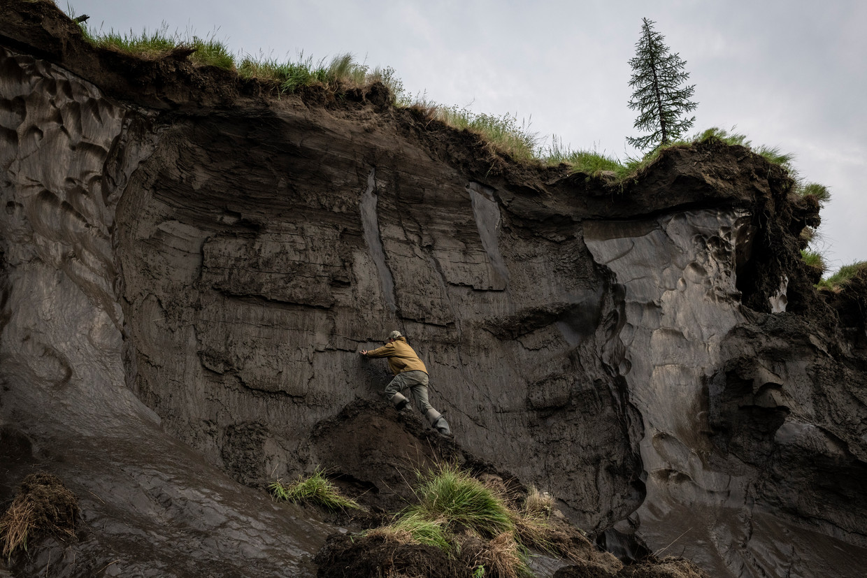 Nikita Zimov, directeur van het Pleistoceen Park in Siberië, neemt monsters uit de smeltende permafrost. Beeld Yuri Kozyrev/Noor