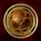 Onderzoek op één cel beter voor implantatie embryo