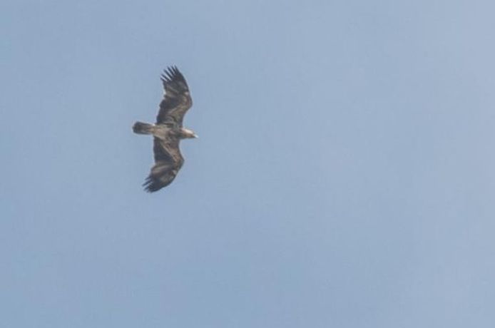 Un aigle impérial en Belgique, une première